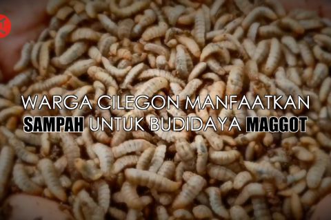 Warga Cilegon manfaatkan sampah untuk budidaya maggot