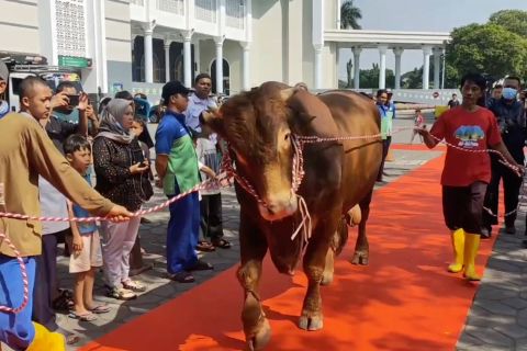 Sapi kurban Jokowi tiba di Masjid Nasional Al-Akbar Surabaya