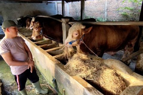 Sapi milik Kapolsek di Sragen dibeli Presiden Jokowi