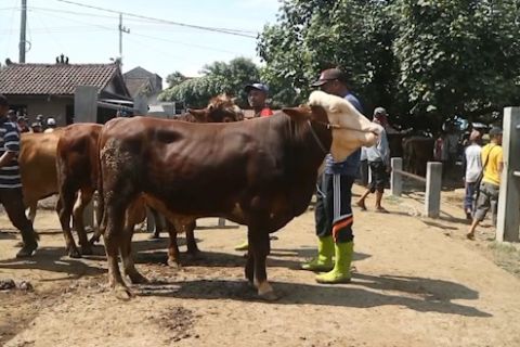 Melihat kesibukan jual beli di Pasar Hewan Jetis Ponorogo