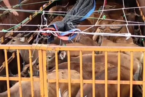BKP Kelas II Cilegon perketat pengecekan hewan kurban ke Banten