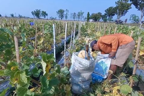 Keuntungan berlipat, luas lahan melon di Madiun meningkat