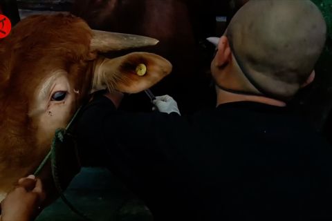 Tak hanya ikut vaksinasi, peternak juga diajak kenali ciri-ciri LSD