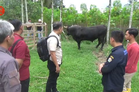 Tim Sespri Presiden cek kesehatan sapi kurban Jokowi di Sultra