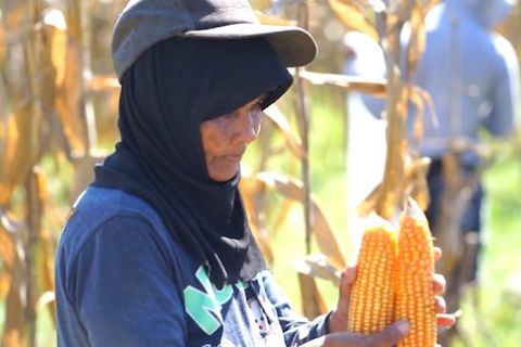 BPS sebut kesejahteraan petani Gorontalo membaik