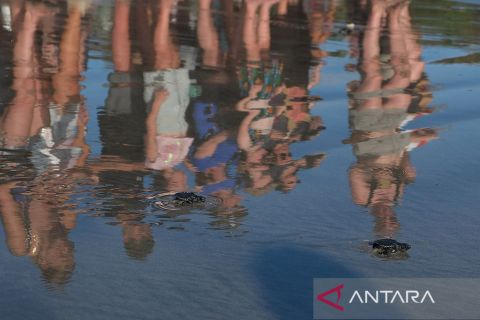 Wisatawan antre melepasliarkan tukik di Pantai Kuta