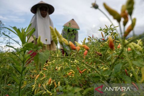 NTP Sulteng periode Juni 2023 naik 2,22 persen