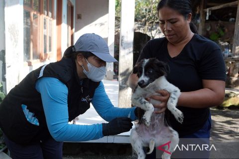 Vaksin antirabies Bali