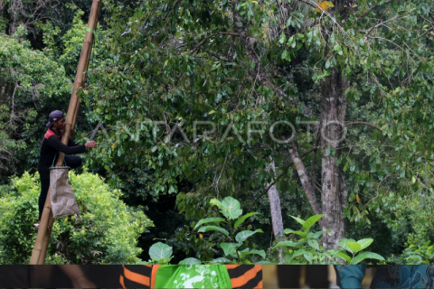 Harga cengkeh turun di Ternate