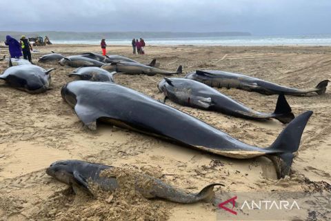 Fenomena puluhan paus pilot mati terdampar di Skotlandia