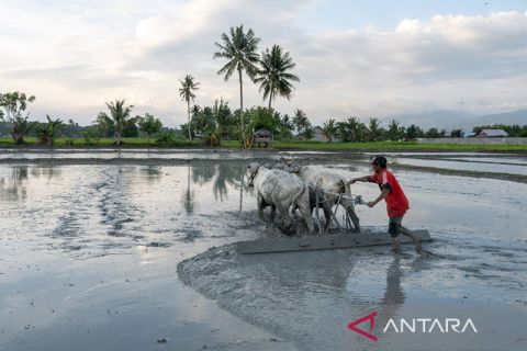 Surplus beras hingga Juli 2023