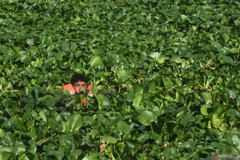 Gerebek eceng gondok di Waduk Pluit