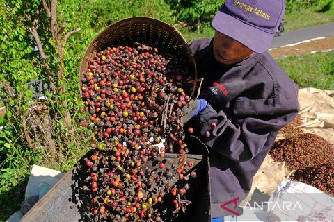 Harga kopi robusta termahal