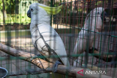 Kasus perdagangan satwa dilindungi