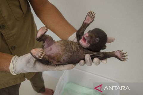 Penemuan bayi beruang madu di Riau