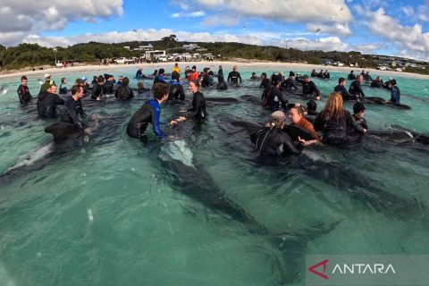 Puluhan paus pilot terdampar di pantai barat Australia