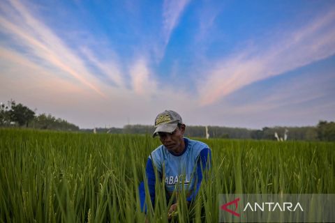 Lahan penelitian beras Japonica Koshihikari di Ponpes Al-Zaytun
