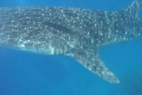 Pemkab Bone Bolango optimistis wisata Hiu Paus raih ADWI 2023