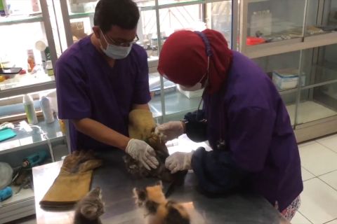 Antisipasi potensi penularan penyakit Zoonosis