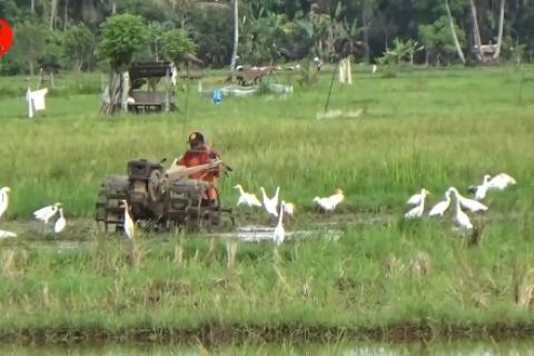Bapanas ingatkan kerja sama daerah untuk antisipasi kerawanan pangan