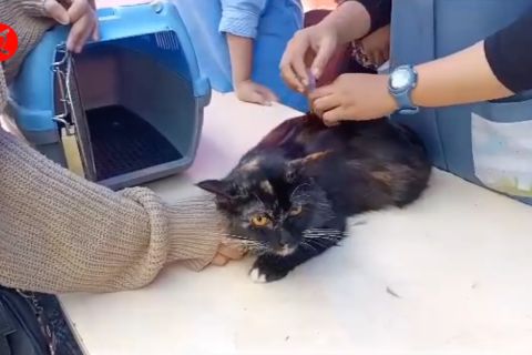 Jemput bola, DKP berikan layanan kesehatan hewan di ruang publik