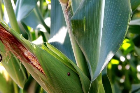 Jika perlu impor jagung agar harga ayam potong di Sumbar tidak naik