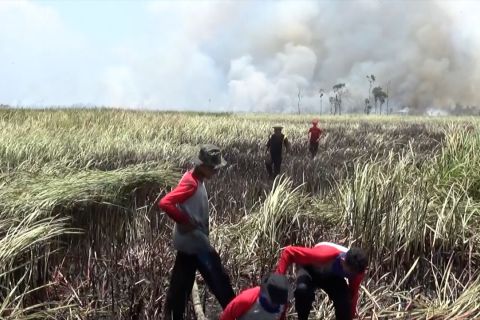Kalsel jadi prioritas penanganan karhutla, BNPB susun antisipasi