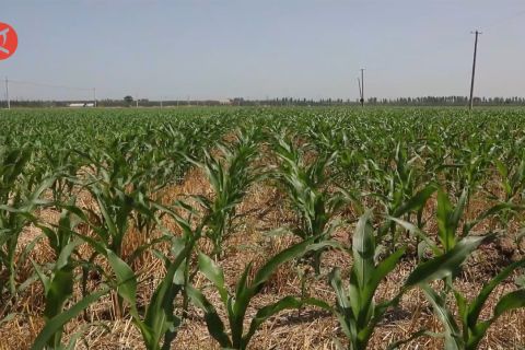 Kekeringan rusak 710.000 hektare lahan pertanian di Hebei China