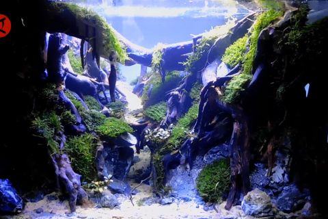 Mempercantik isi akuarium dengan limbah kayu dan batok kelapa