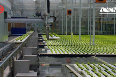Menengok perkebunan sayur pintar di Cina selatan