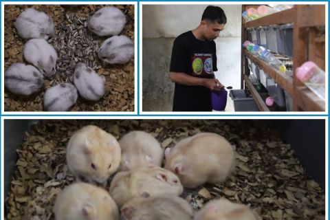 Peternak hewan nokturnal di Pontianak tembus pasar internasional