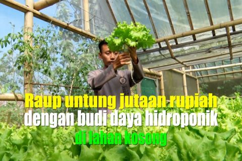 Raup untung jutaan rupiah dengan budi daya hidroponik di lahan kosong