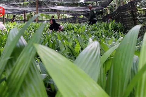 Penguatan ekonomi masyarakat melalui program Kebun Bibit Rakyat