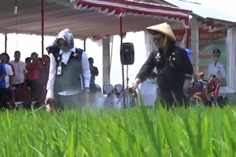 Mentan cek penanganan hama wereng di Karangdowo Klaten