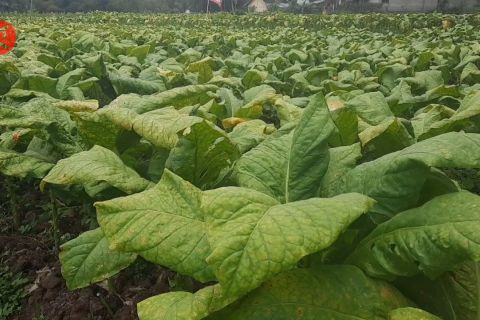 Tembakau gagal panen akibat cuaca, Pemprov NTB siapkan bantuan