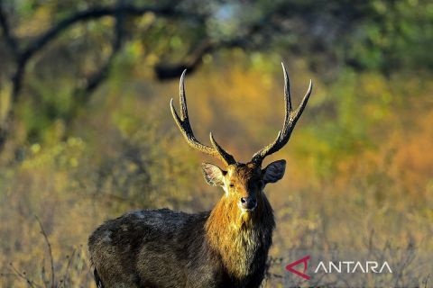 Rusa Timor Baluran sebagai satwa dilindungi