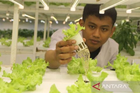 Kebun pertanian hidroponik dalam ruangan