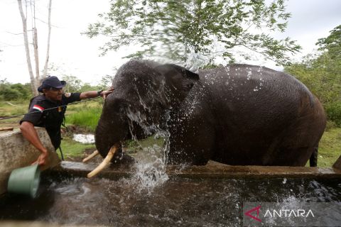 Kesehatan gajah sumatera yang terkena jerat membaik
