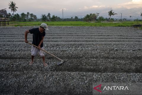 Bantuan benih antisipasi dampak El Nino