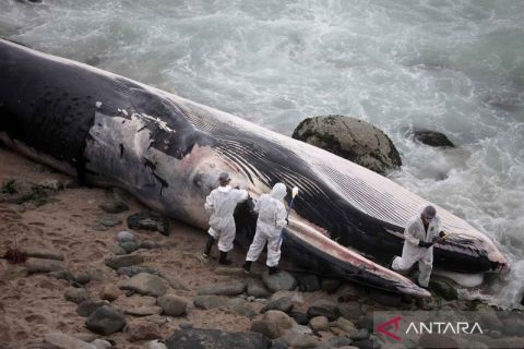 Ilmuwan teliti paus mati terdampar di pantai Peru