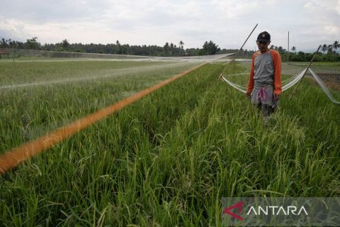 Penambahan 500 ribu hektare lahan tanam padi