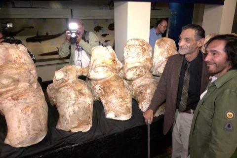 Paus purba dari Peru ini mungkin binatang terbesar di dunia