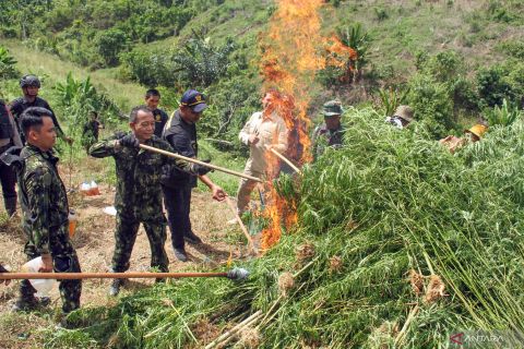 Operasi pemusnahan ladang ganja Aceh