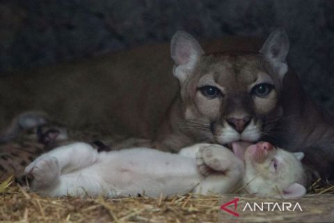 Kelahiran anak puma albino