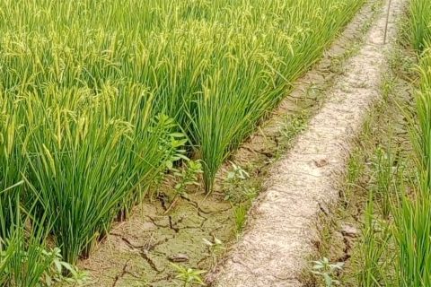 BMKG sebut puncak kemarau kering Indonesia tak separah negara lain