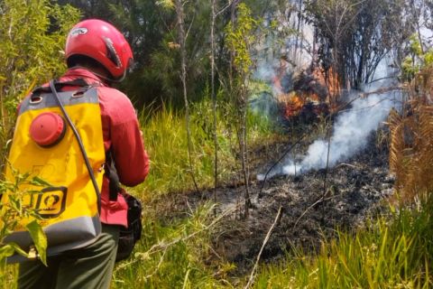 Embun upas diduga picu kebakaran Gunung Bromo