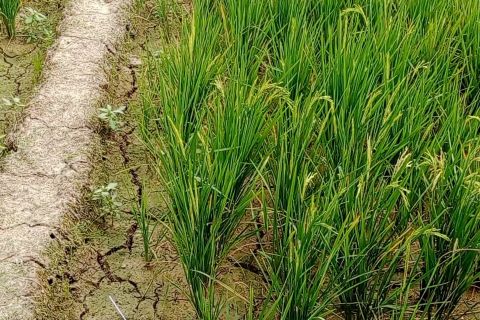 Kaltim antisipasi dampak fenomena El Nino lewat pengaturan masa tanam