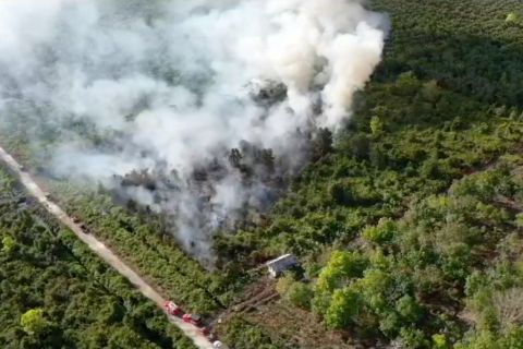 Karhutla di Palangka Raya menghanguskan lahan gambut seluas 5 hektare