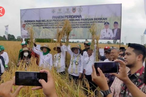 Kemendes gerakkan petani tanam padi organik di Barito Kuala