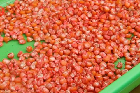 Samarinda kembangkan jagung pipil sebagai alternatif pangan lokal